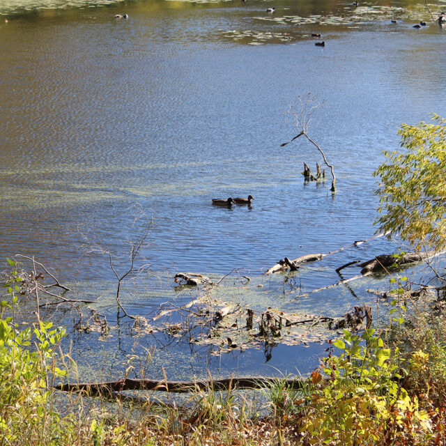 Ducks swim peacefully on Earley Lake, surrounded by fallen branches and greenery, creating a tranquil wildlife scene along the trail near Regent at Burnsville.